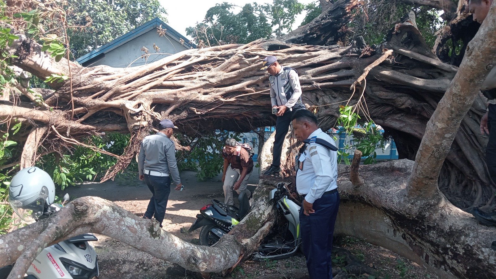 HUT RI 81 Tahun di Tanimbar Gegerkan Peserta Upacara Akibat Beringin Tumbang 