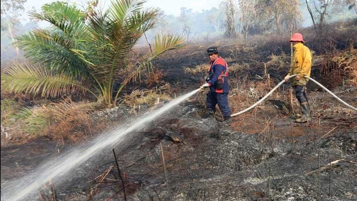 BNPB: Kebanyakan Kasus Karhutla di Indonesia Disebabkan oleh Tindakan Manusia