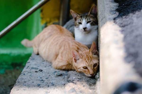 Mengapa Kucing Anda Diserbu Semut? Ini Jawabannya!
