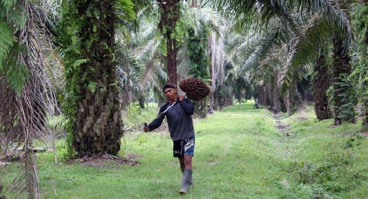 Riset Mengejutkan: Citra Biodiesel HVO Tergoyahkan sebagai Alternatif untuk Solar