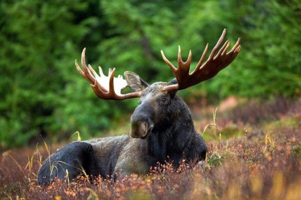 7 Hewan Terberadak Berbahaya di Benua Amerika