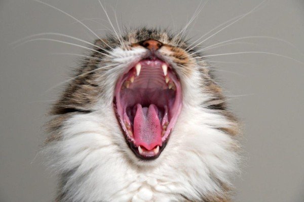 5 Fakta Menarik tentang Gigi Kucing: Hanya Berkelah Dua Kali