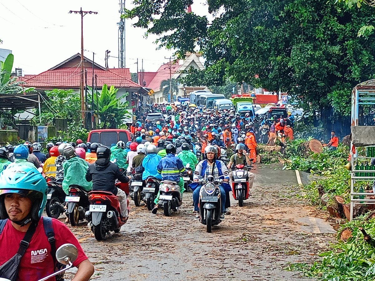 Macet ,,,,,,, BPBD Kota Ambon Tebang Pohon