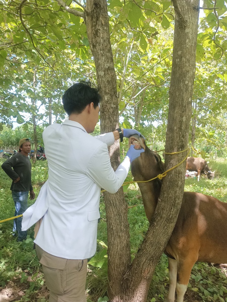 Komitmen Karantina Maluku Dalam Moment Idul Adha