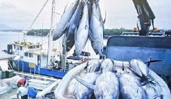 Ekspor Komoditi Ikan Maluku 2023 Meningkat, Jumlah Ikan Hidup Lebih Dari 400.000 Ekor