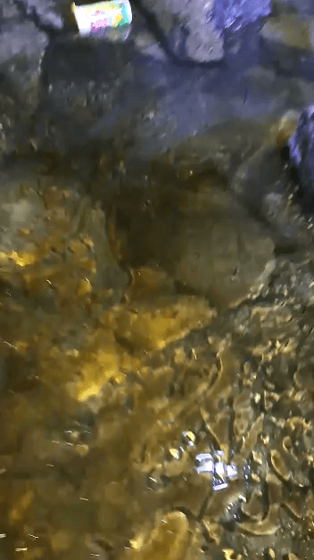 Video Warga Minyak PLN Bocor Matikan Mangrove, Fakta yang Diabaikan dalam Upaya Mencari Solusi