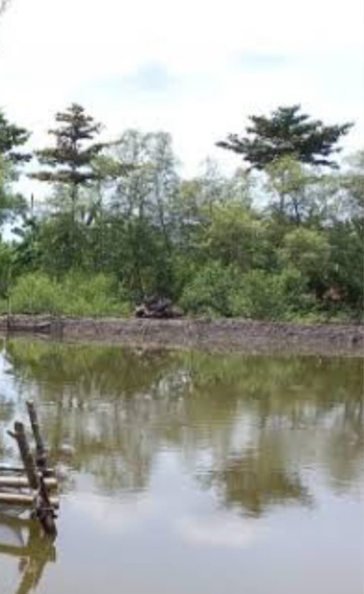 Kejagung Didesak Periksa Kontraktor Agus Thiodorus Terkait Pengrusakan Mangrove