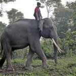 Usaha Konservasi Michelin di Bukit Tiga Puluh Jambi bergeliat