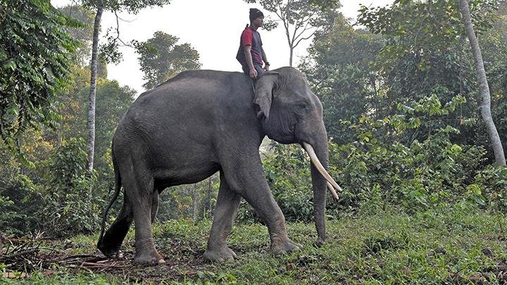 Usaha Konservasi Michelin di Bukit Tiga Puluh Jambi bergeliat